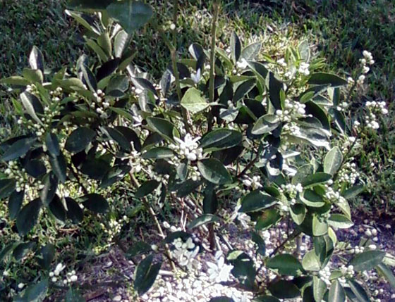01-25-09-cara-cara-tree-with-blossoms-web