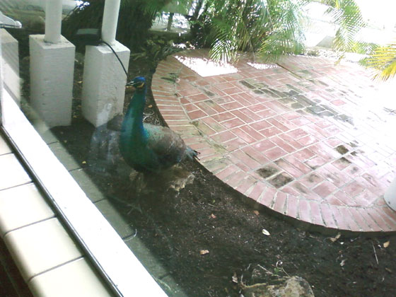04-07-09-porch-turkey